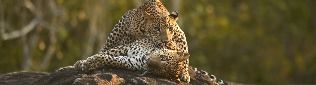 Kotiyagala Luxury Villas