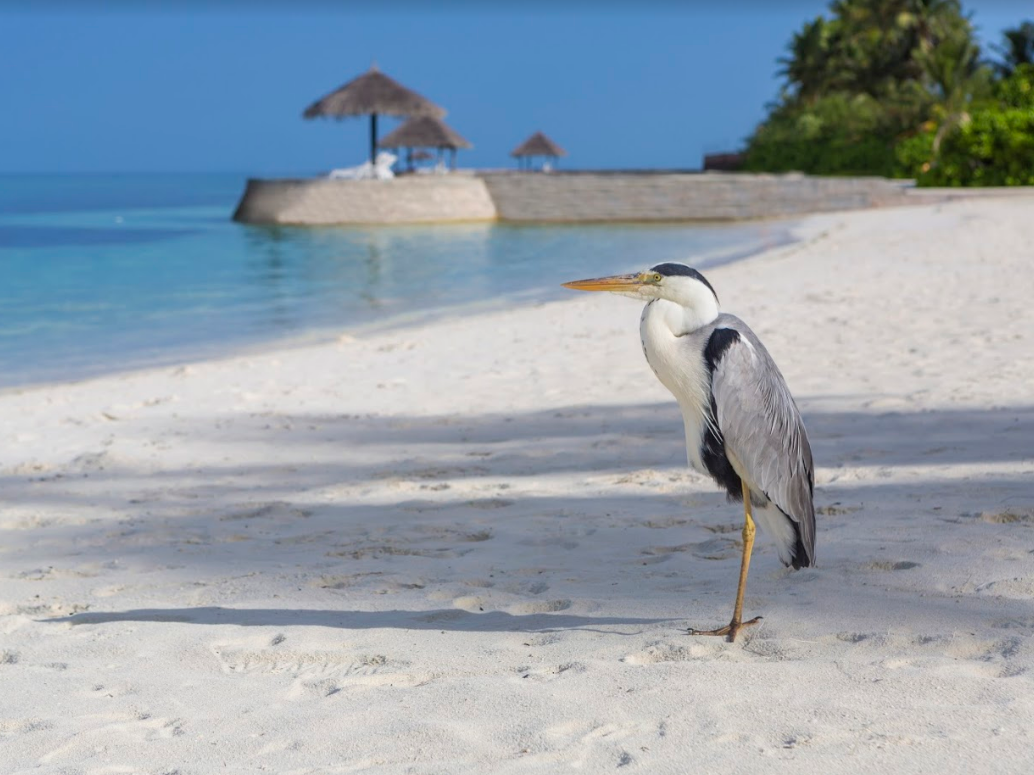 Sun Siyam Olhuveli Maldives