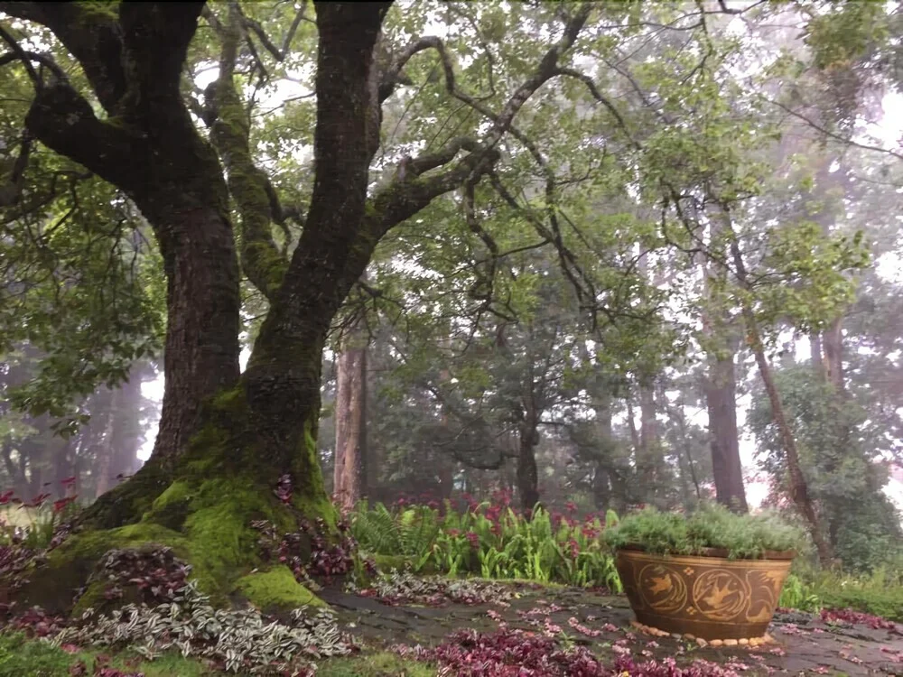 Ferncliff Boutique Bungalow