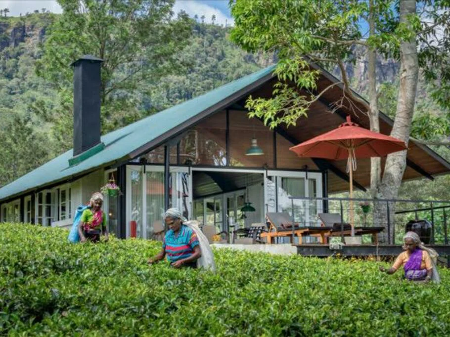 Madulkelle Tea and Eco Lodge