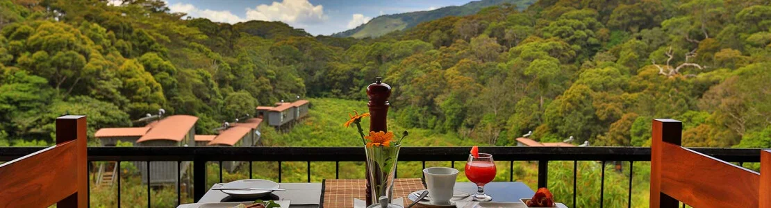 The Rainforest Ecolodge