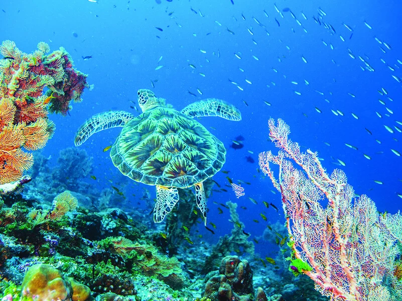 Alphonse Island Lodge