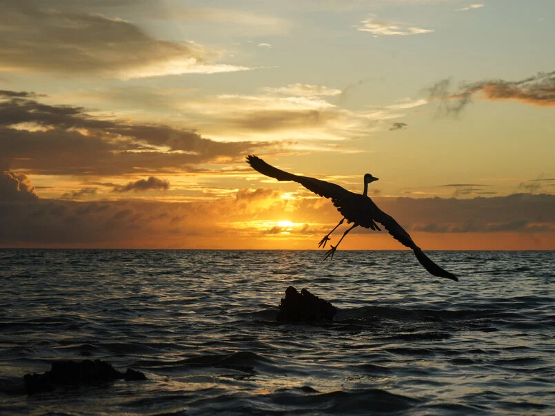Alphonse Island Lodge